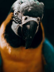 Preview wallpaper macaw, parrot, bird, colorful, glance