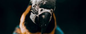 Preview wallpaper macaw, parrot, bird, colorful, glance