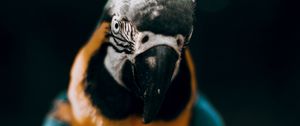 Preview wallpaper macaw, parrot, bird, colorful, glance