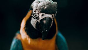 Preview wallpaper macaw, parrot, bird, colorful, glance