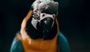 Preview wallpaper macaw, parrot, bird, colorful, glance