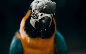 Preview wallpaper macaw, parrot, bird, colorful, glance