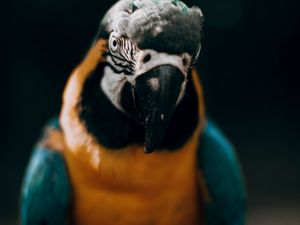 Preview wallpaper macaw, parrot, bird, colorful, glance