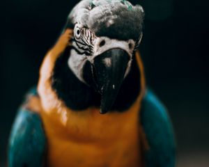 Preview wallpaper macaw, parrot, bird, colorful, glance