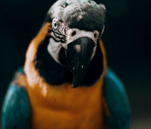 Preview wallpaper macaw, parrot, bird, colorful, glance