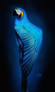 Preview wallpaper macaw, parrot, bird, blue, art