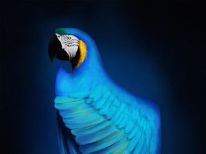 Preview wallpaper macaw, parrot, bird, blue, art