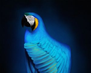 Preview wallpaper macaw, parrot, bird, blue, art