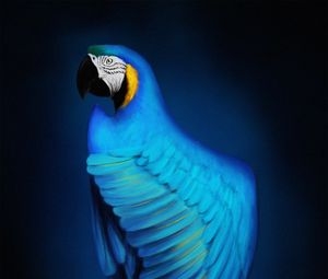 Preview wallpaper macaw, parrot, bird, blue, art