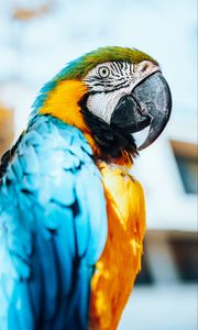Preview wallpaper macaw, parrot, bird, colorful, feathers