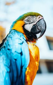 Preview wallpaper macaw, parrot, bird, colorful, feathers