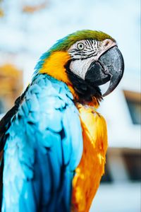 Preview wallpaper macaw, parrot, bird, colorful, feathers