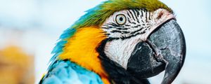 Preview wallpaper macaw, parrot, bird, colorful, feathers