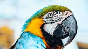 Preview wallpaper macaw, parrot, bird, colorful, feathers