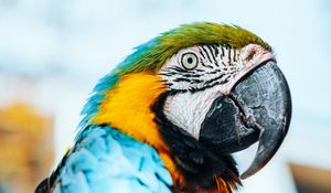 Preview wallpaper macaw, parrot, bird, colorful, feathers