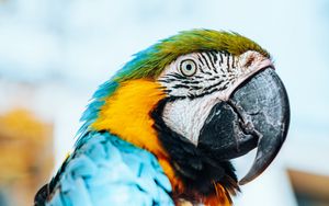 Preview wallpaper macaw, parrot, bird, colorful, feathers