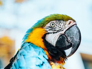 Preview wallpaper macaw, parrot, bird, colorful, feathers