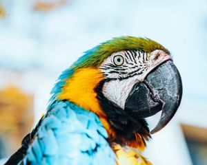 Preview wallpaper macaw, parrot, bird, colorful, feathers