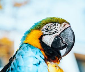 Preview wallpaper macaw, parrot, bird, colorful, feathers