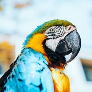 Preview wallpaper macaw, parrot, bird, colorful, feathers