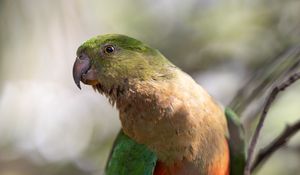 Preview wallpaper macaw, parrot, bird, feathers, wings