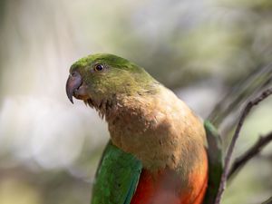 Preview wallpaper macaw, parrot, bird, feathers, wings