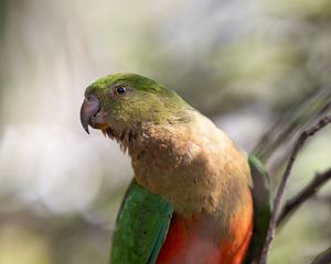 Preview wallpaper macaw, parrot, bird, feathers, wings