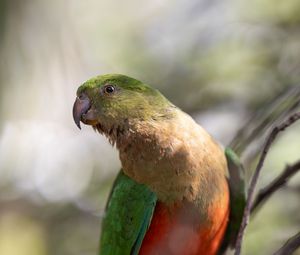 Preview wallpaper macaw, parrot, bird, feathers, wings