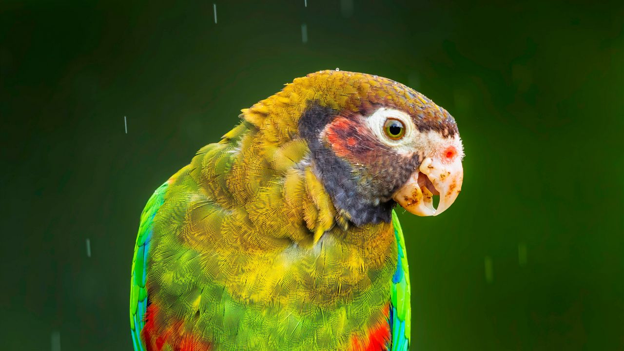 Wallpaper macaw, parrot, bird, bright