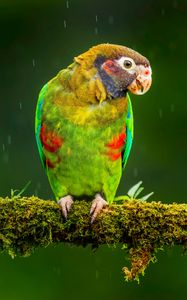 Preview wallpaper macaw, parrot, bird, bright