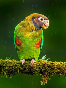 Preview wallpaper macaw, parrot, bird, bright