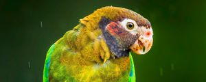 Preview wallpaper macaw, parrot, bird, bright