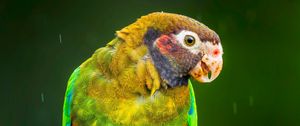 Preview wallpaper macaw, parrot, bird, bright