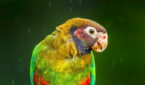 Preview wallpaper macaw, parrot, bird, bright