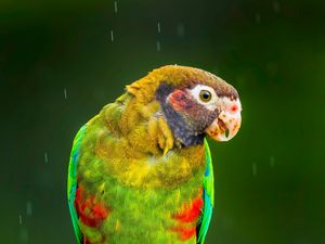 Preview wallpaper macaw, parrot, bird, bright