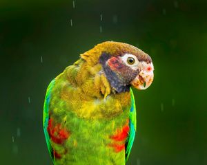 Preview wallpaper macaw, parrot, bird, bright