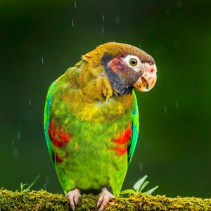 Preview wallpaper macaw, parrot, bird, bright