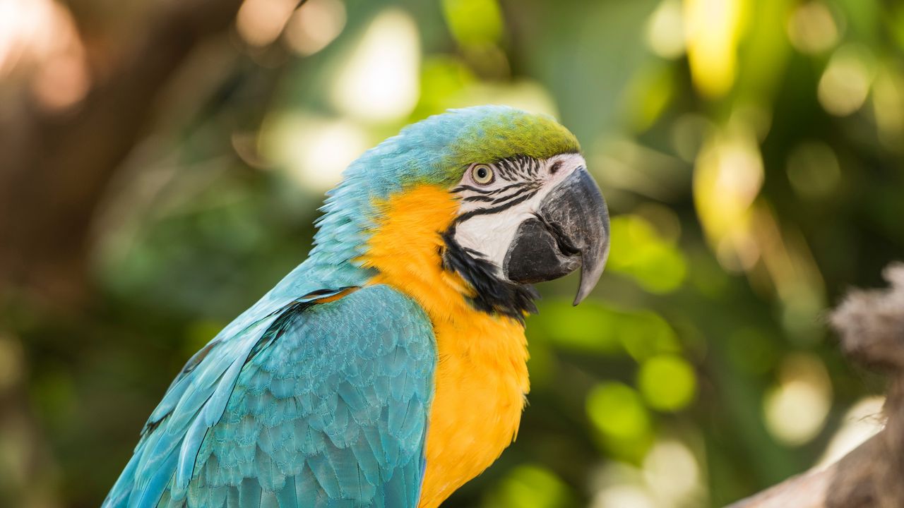 Wallpaper macaw, parrot, bird, colorful, tropical