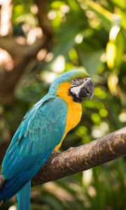 Preview wallpaper macaw, parrot, bird, colorful, tropical