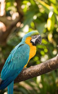 Preview wallpaper macaw, parrot, bird, colorful, tropical