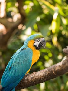 Preview wallpaper macaw, parrot, bird, colorful, tropical