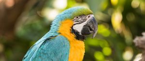 Preview wallpaper macaw, parrot, bird, colorful, tropical