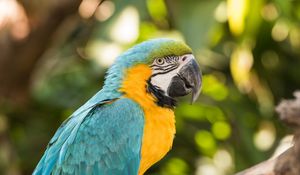 Preview wallpaper macaw, parrot, bird, colorful, tropical