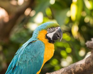 Preview wallpaper macaw, parrot, bird, colorful, tropical