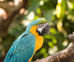 Preview wallpaper macaw, parrot, bird, colorful, tropical