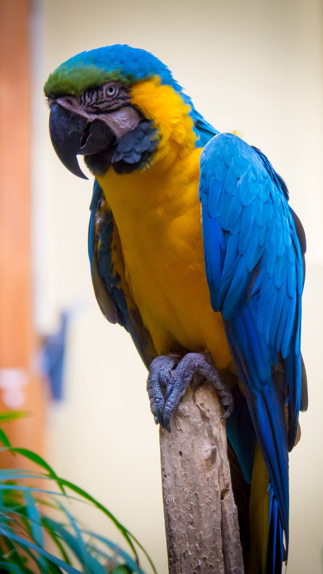 Download Wallpaper 1080x1920 Macaw Parrot Bird Feathers Bright