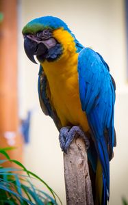 Preview wallpaper macaw, parrot, bird, feathers, bright