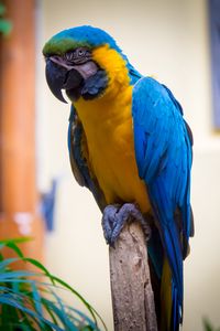 Preview wallpaper macaw, parrot, bird, feathers, bright