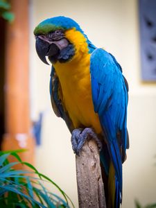 Preview wallpaper macaw, parrot, bird, feathers, bright