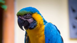 Preview wallpaper macaw, parrot, bird, feathers, bright